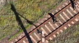 Бійці ДПСУ завдяки дрону взяли в полон двох окупантів на Куп’янському напрямку