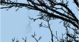 Оптоволокно