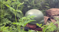115 ОМБр